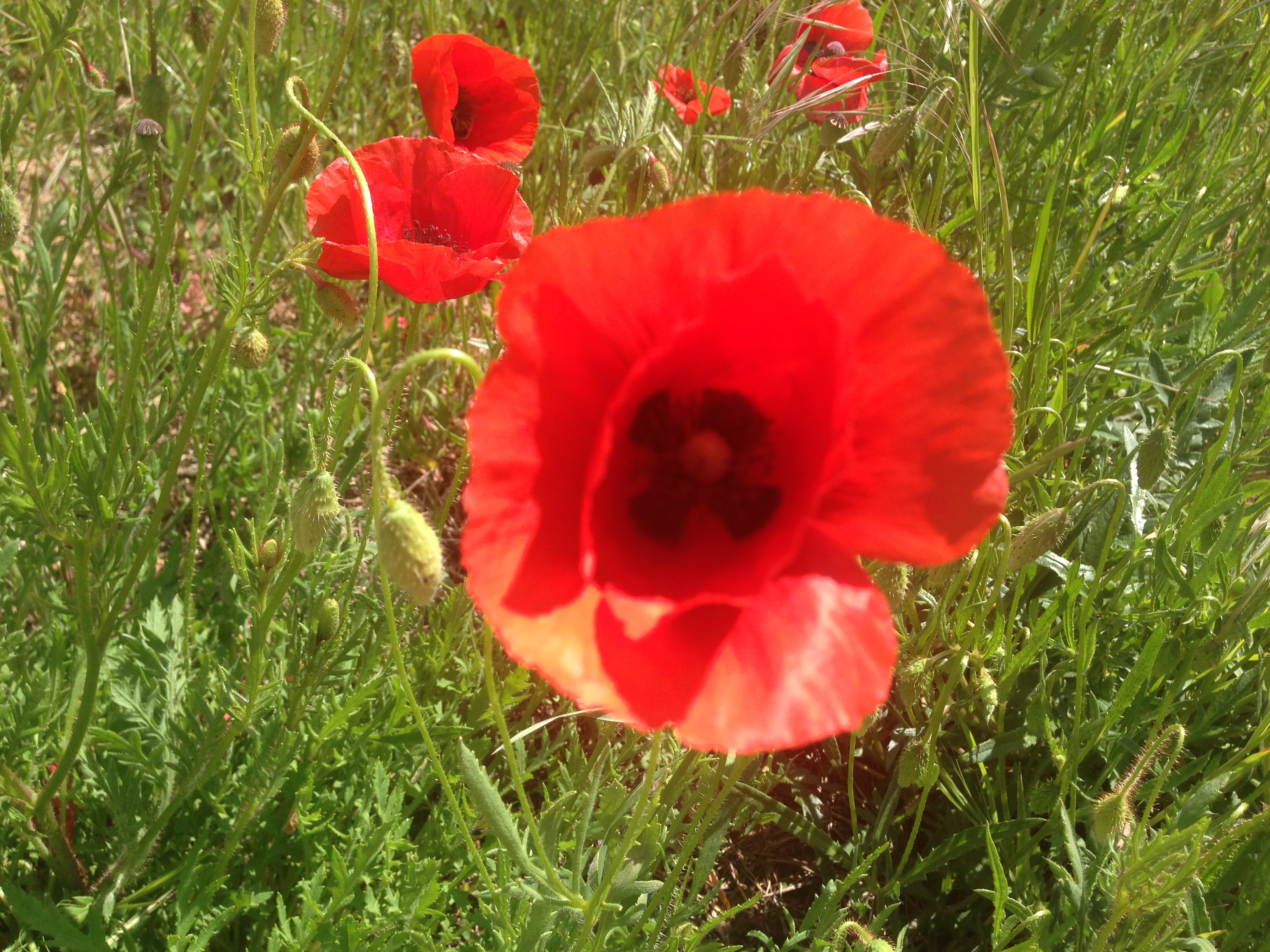 coquelicot