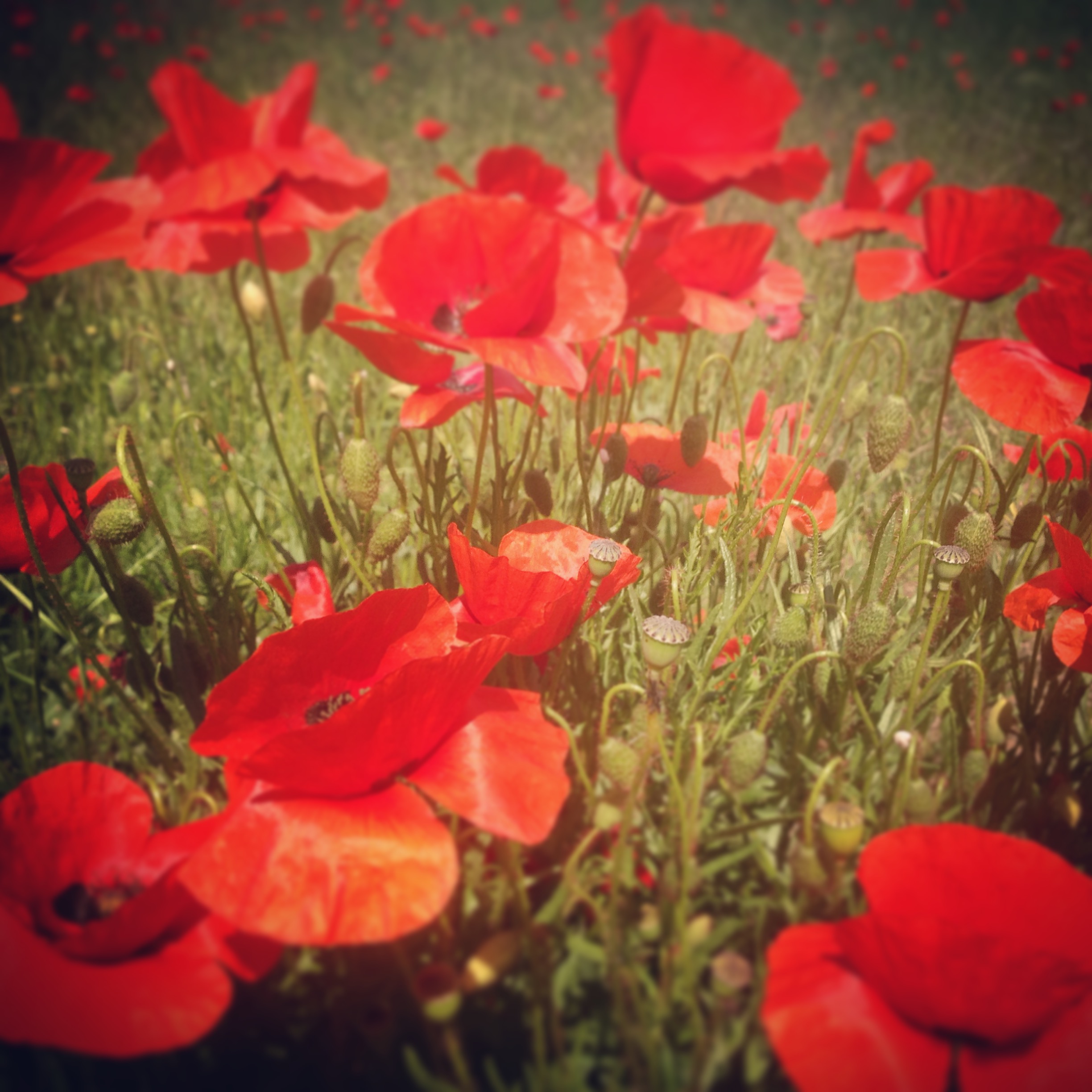 coquelicot